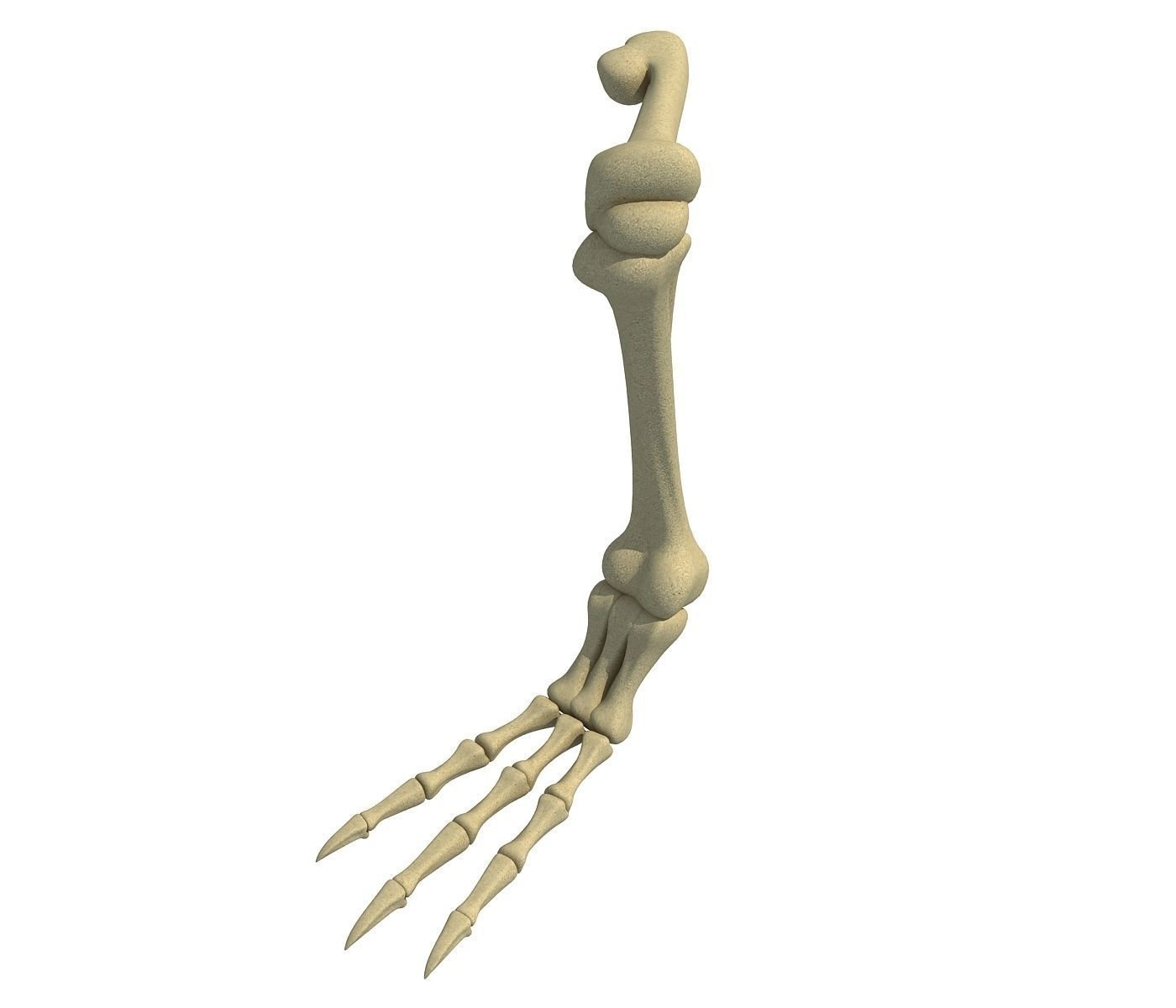 Pigeon Leg Skeleton 3D model_1