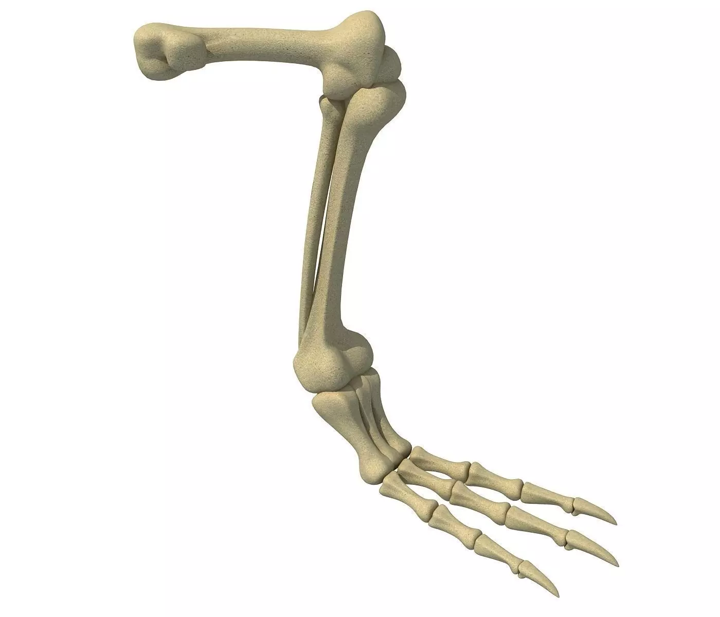 Pigeon Leg Skeleton 3D model_0
