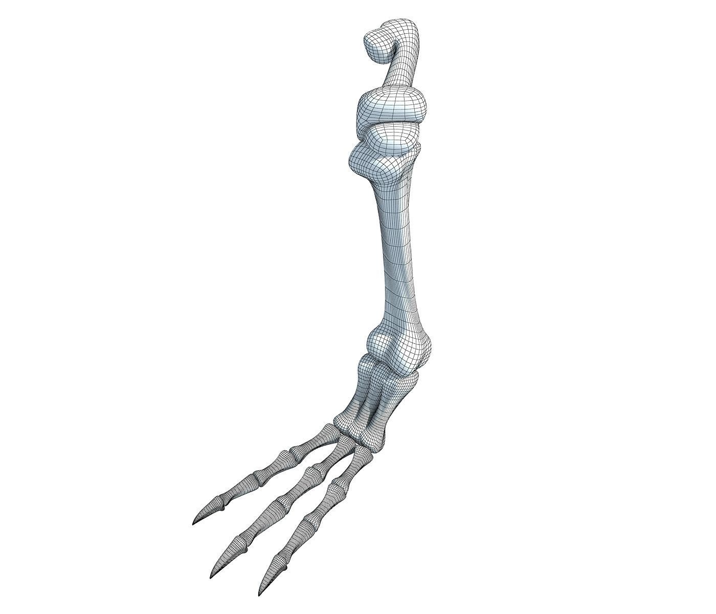 Pigeon Leg Skeleton 3D model_4