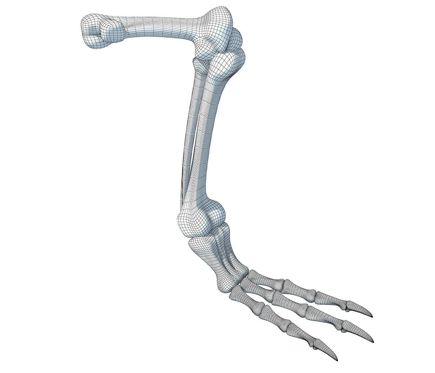Pigeon Leg Skeleton 3D model_5