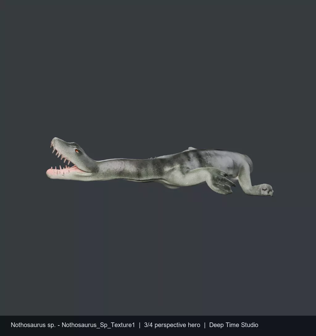 Nothosaurus sp Triassic Marine Reptile 1 1 Metric PBR 3D Model 3D model