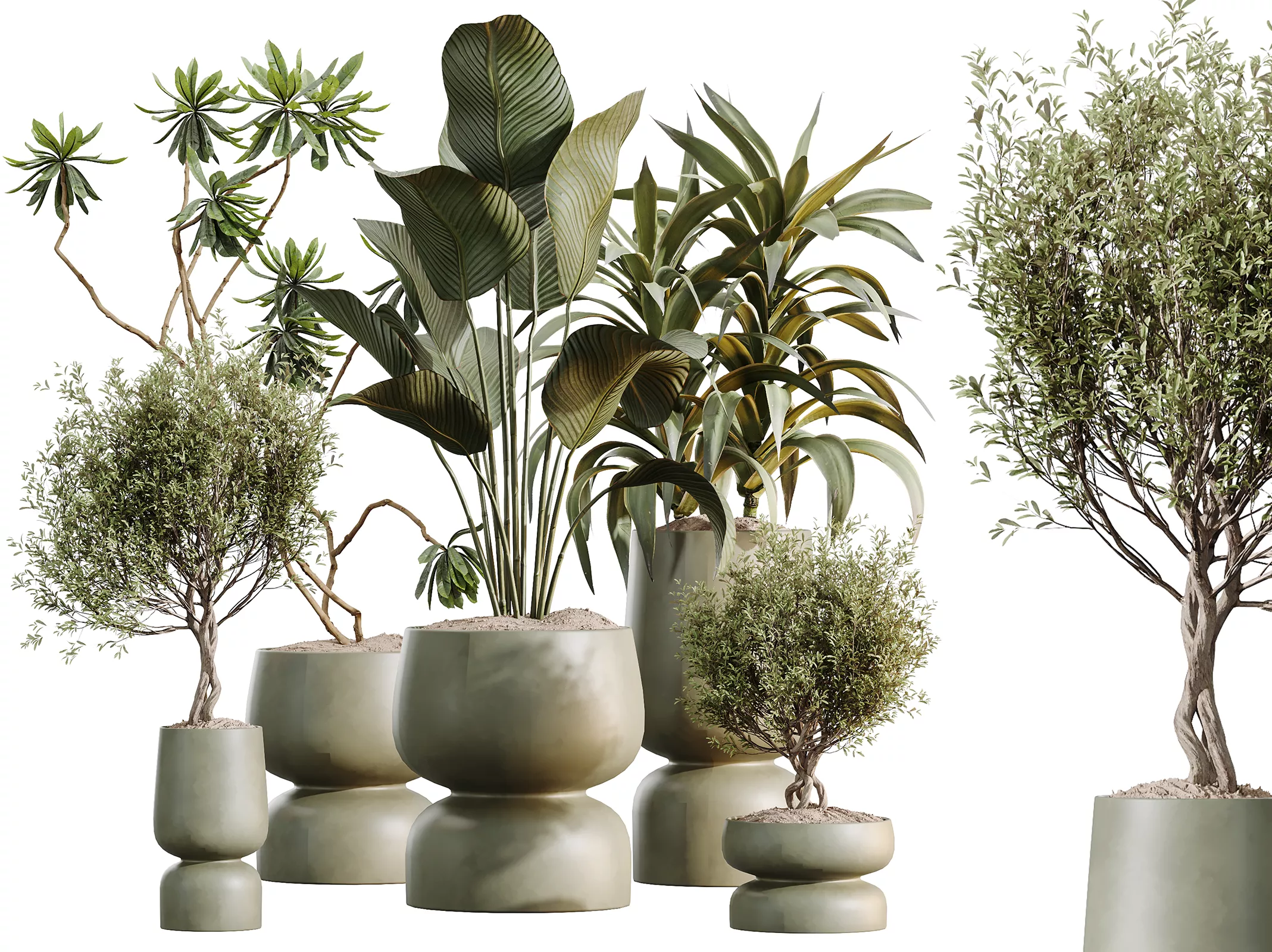 AV Indoor Plants Set 621 Olive Calathea Lutea Lemon African Fig 3D model