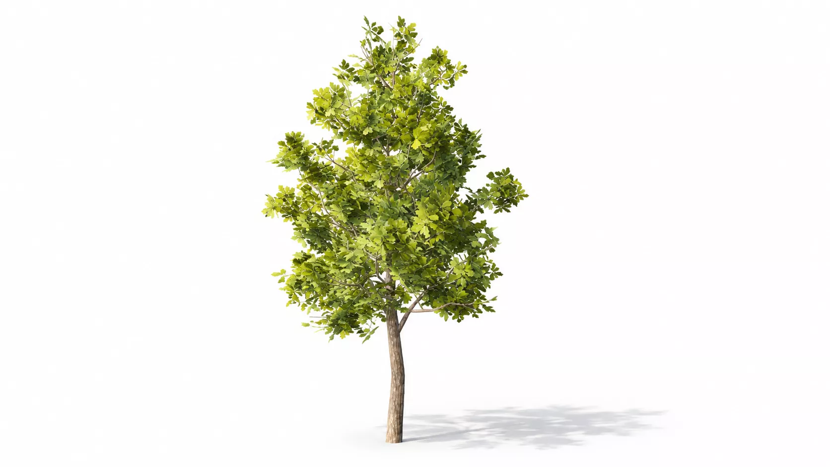 OAK Tree Free low-poly 3D model