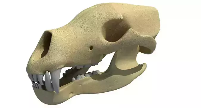 Polar Bear Skull  3D model