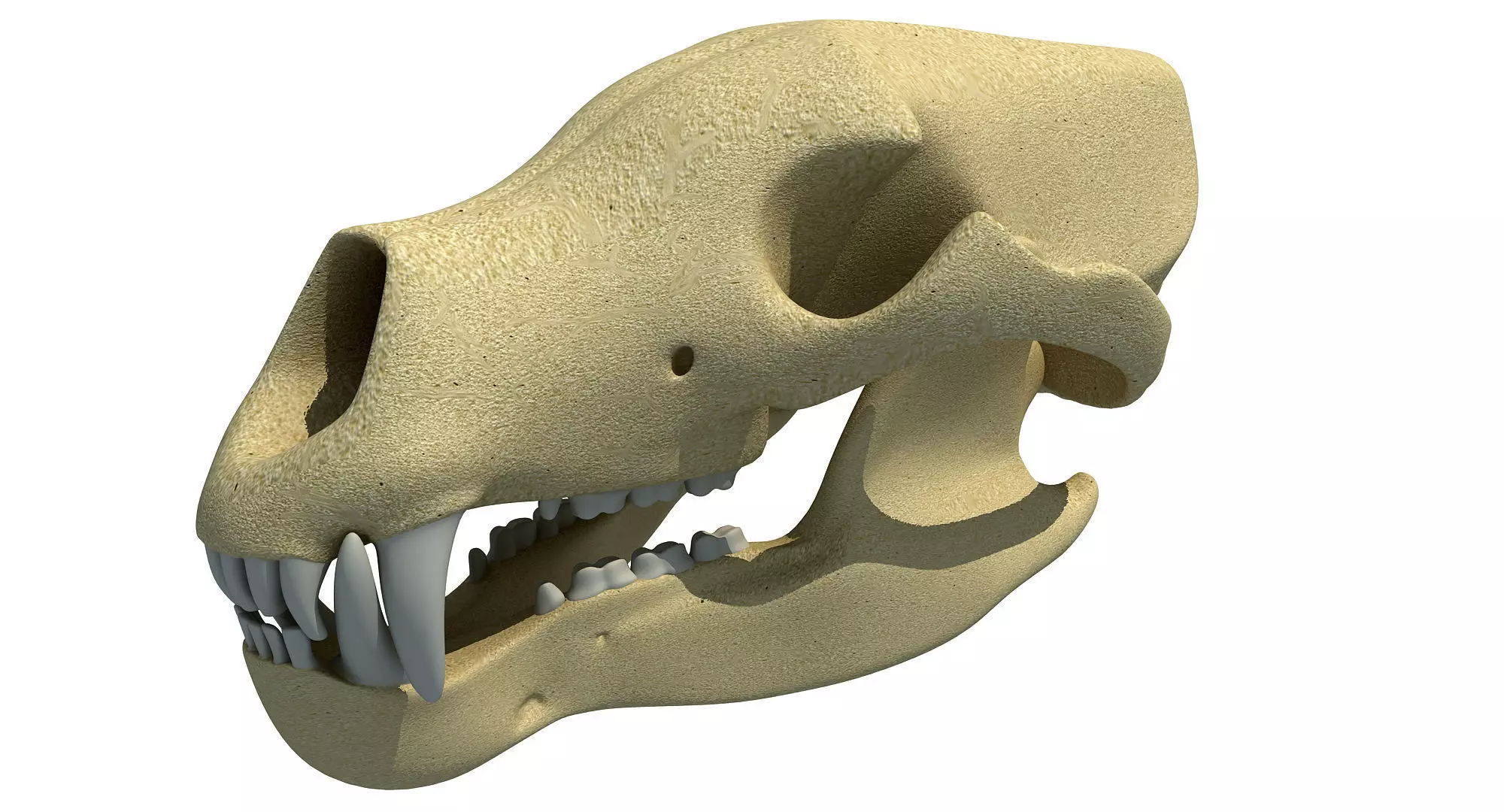 Polar Bear Skull 3D model
