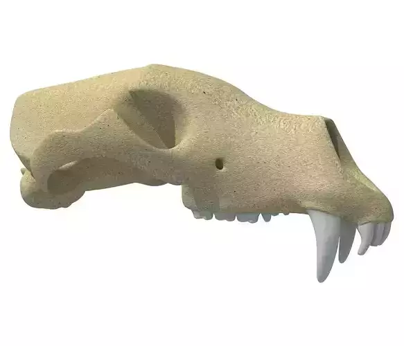 Panda Skull 