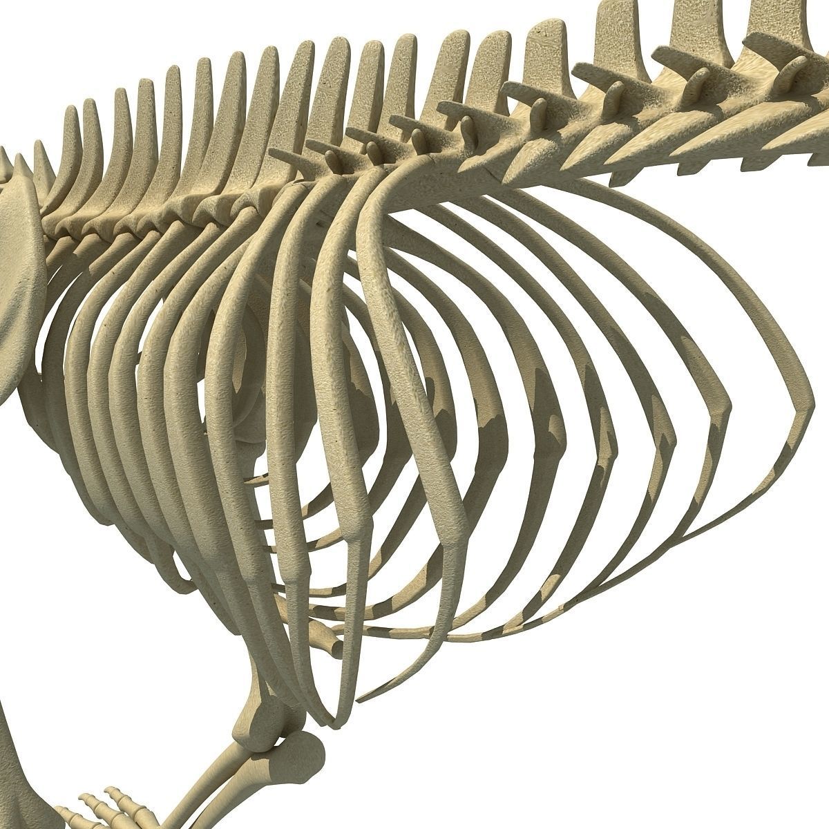 Anatomical Bear Skeleton 3D model_12