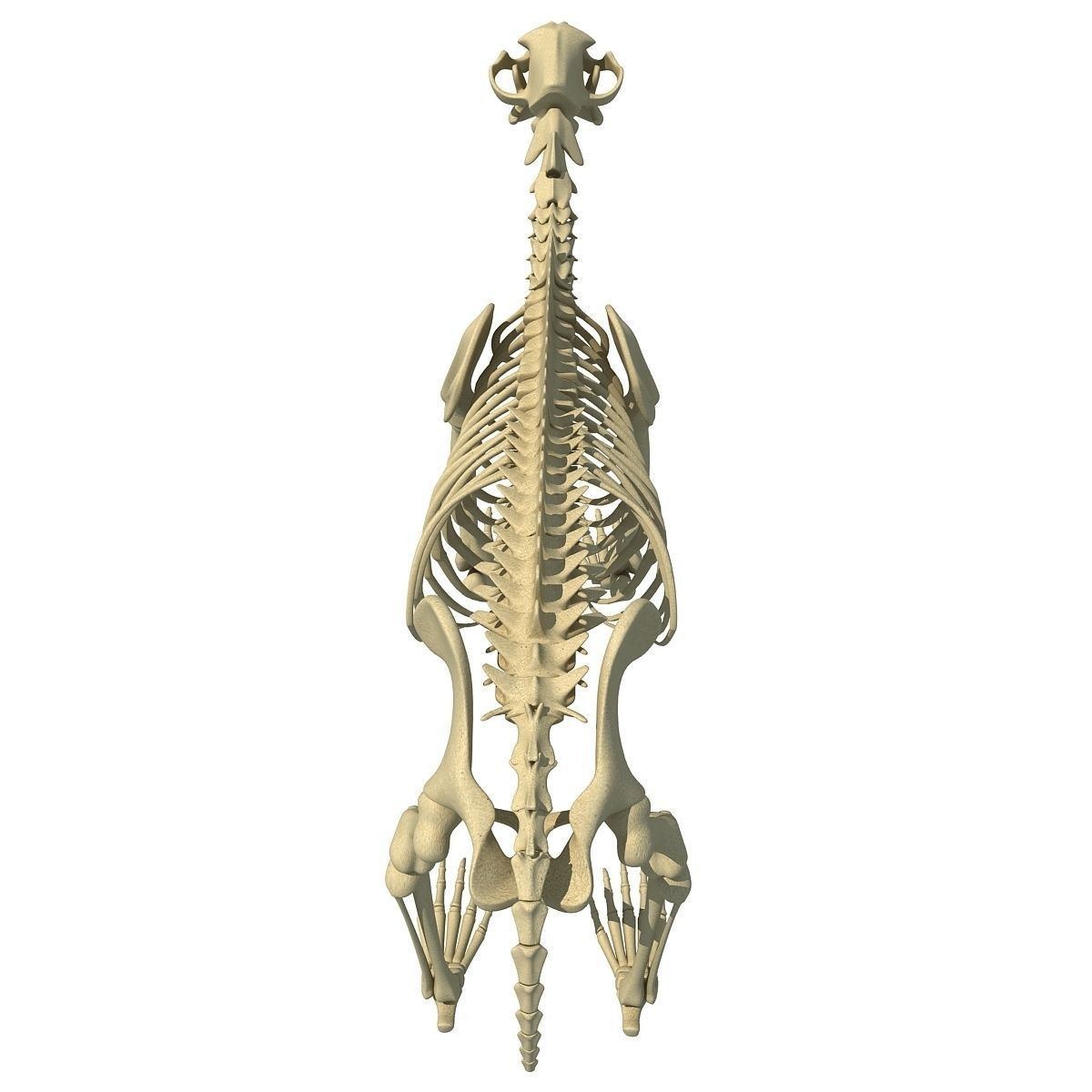Anatomical Bear Skeleton 3D model_7