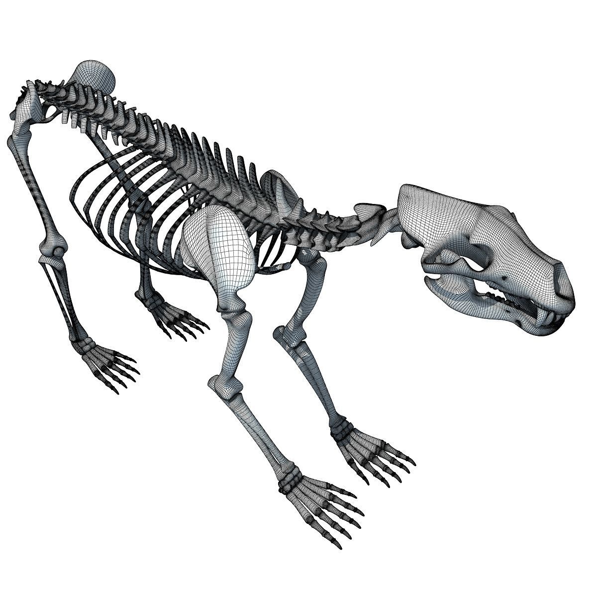 Anatomical Bear Skeleton 3D model_18
