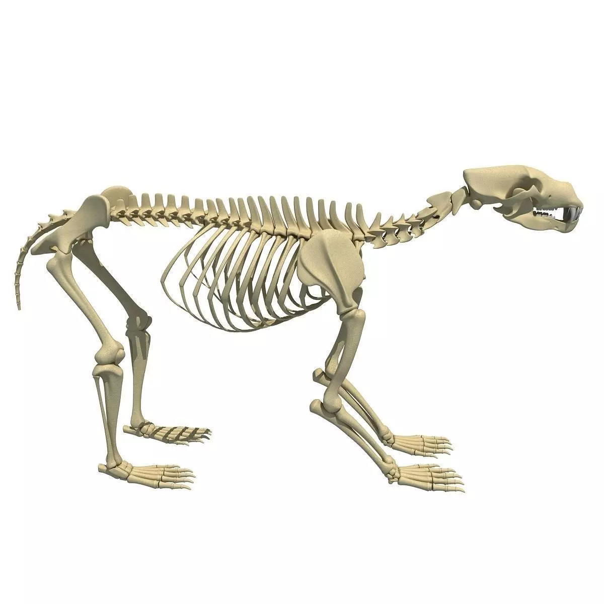 Anatomical Bear Skeleton 3D model_0