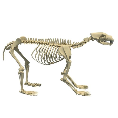 Anatomical Bear Skeleton 3D model
