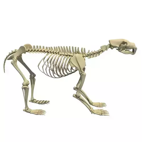 Anatomical Bear Skeleton 3D model