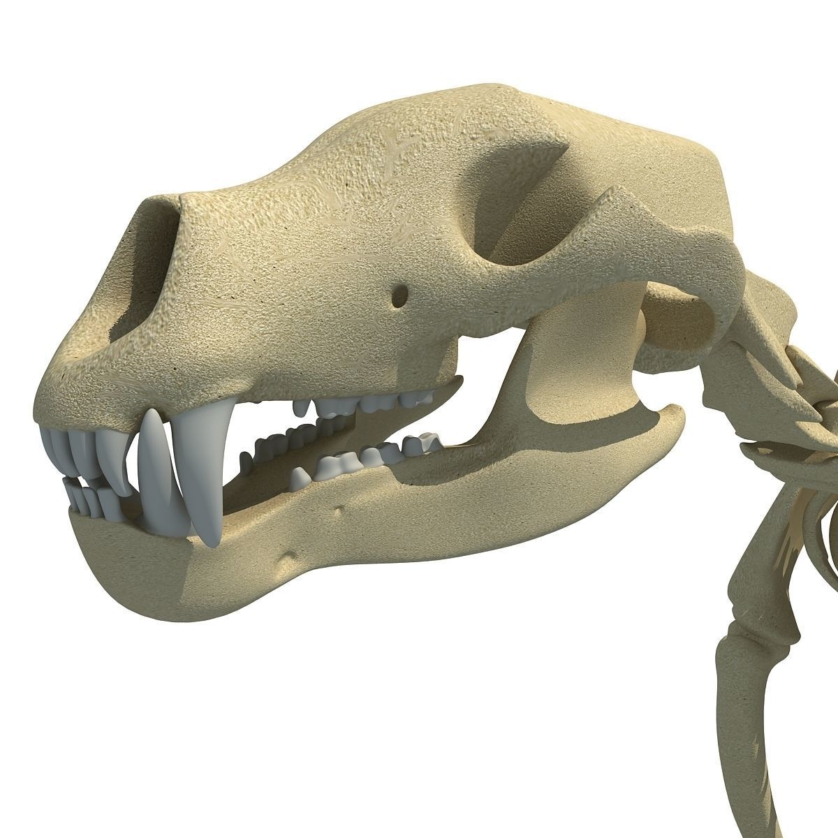 Anatomical Bear Skeleton 3D model_10