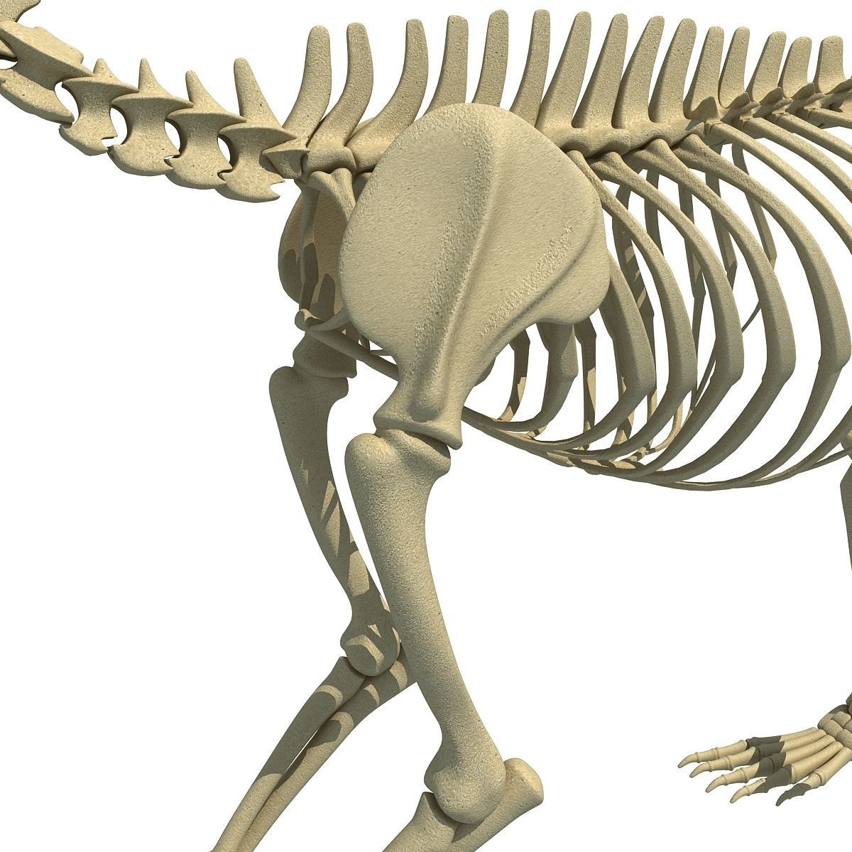 Anatomical Bear Skeleton 3D model_14