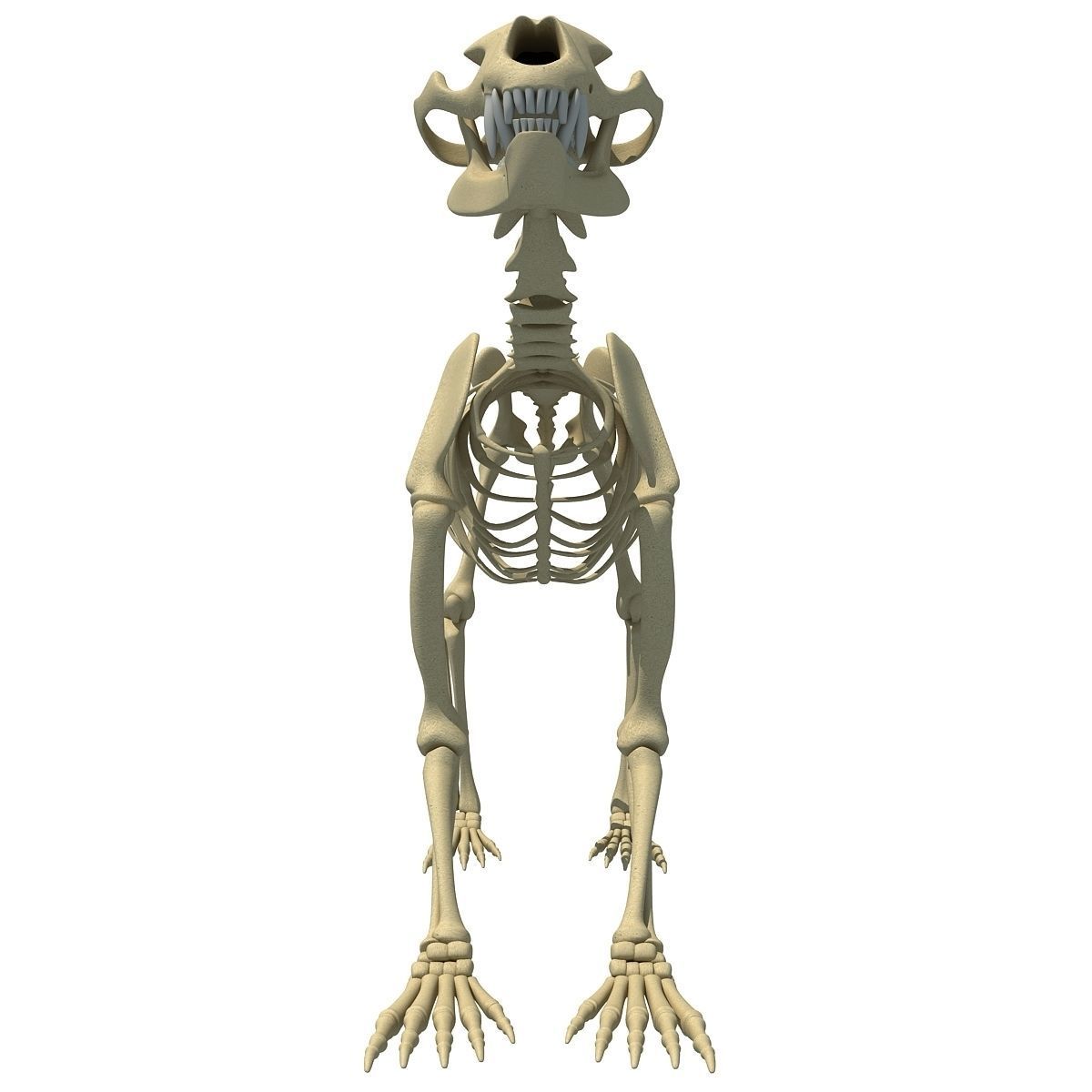 Anatomical Bear Skeleton 3D model_9