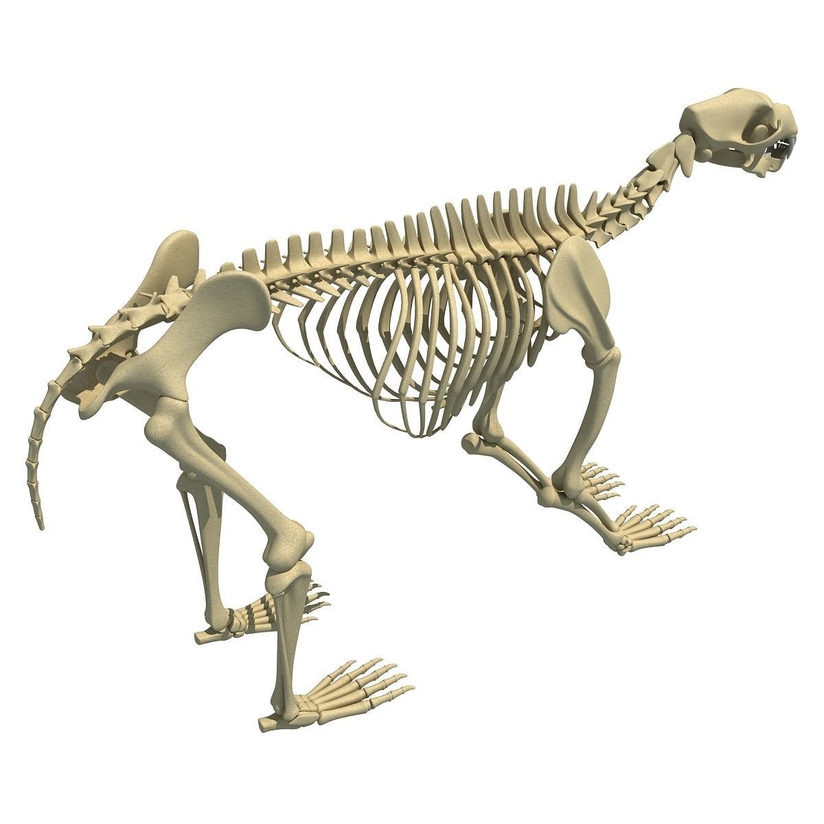 Anatomical Bear Skeleton 3D model_5