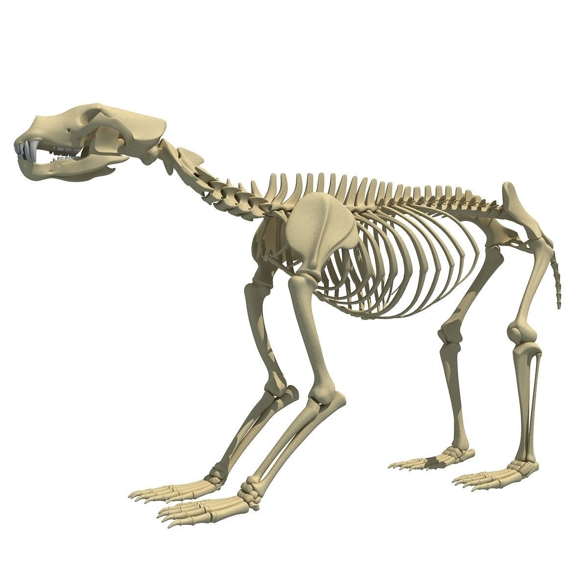 Anatomical Bear Skeleton 3D model_1