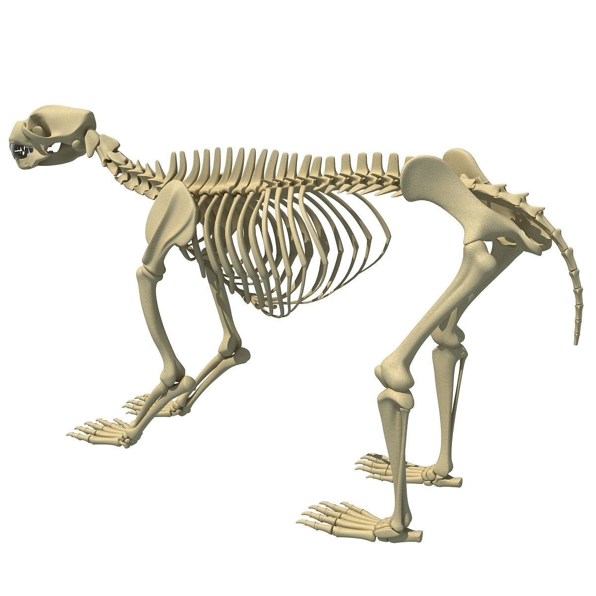 Anatomical Bear Skeleton 3D model_3