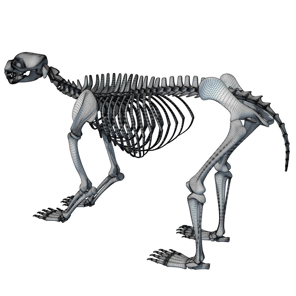 Anatomical Bear Skeleton 3D model_17