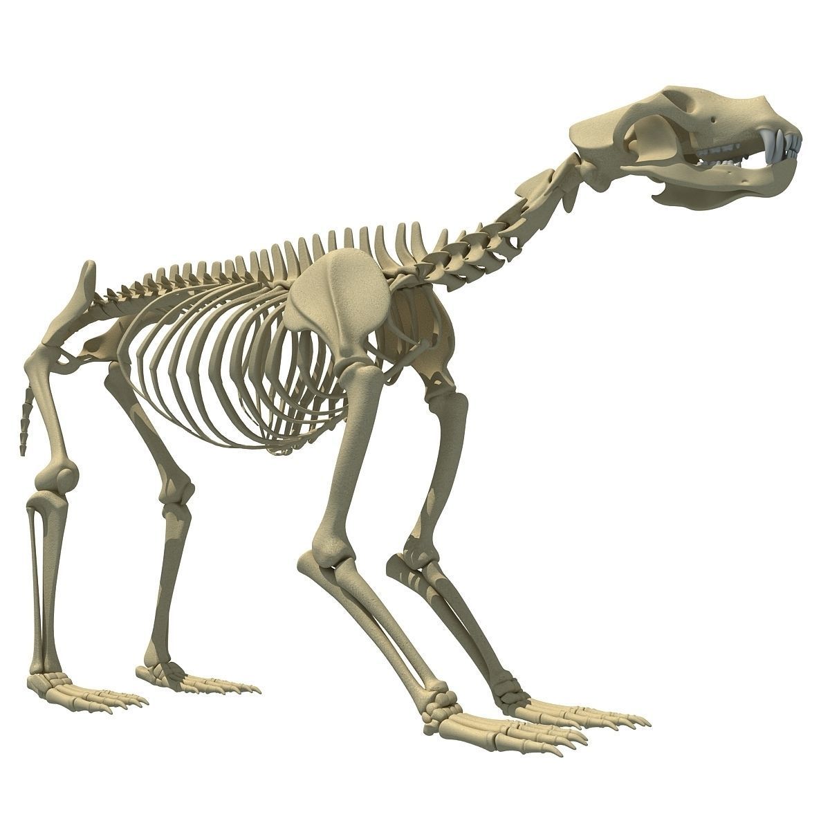 Anatomical Bear Skeleton 3D model_8