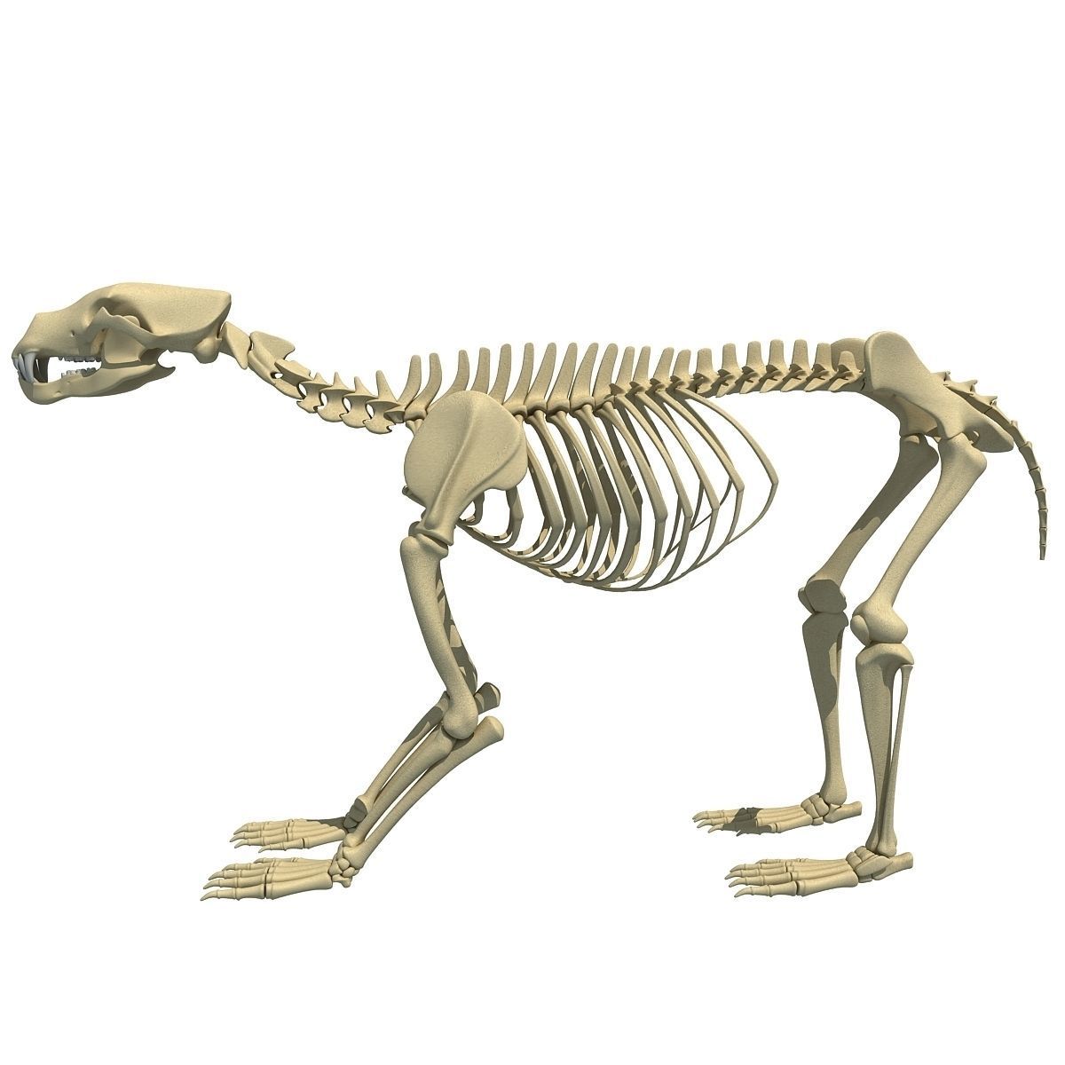 Anatomical Bear Skeleton 3D model_4