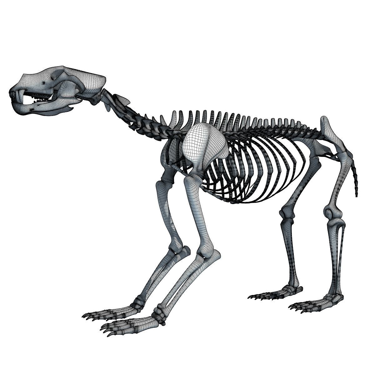 Anatomical Bear Skeleton 3D model_15