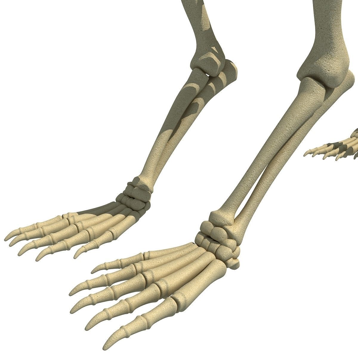 Anatomical Bear Skeleton 3D model_11