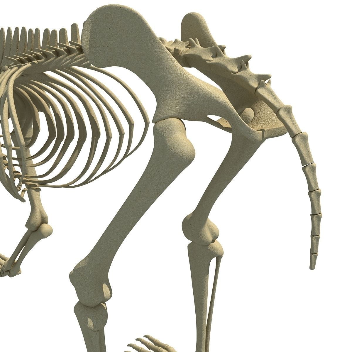 Anatomical Bear Skeleton 3D model_13