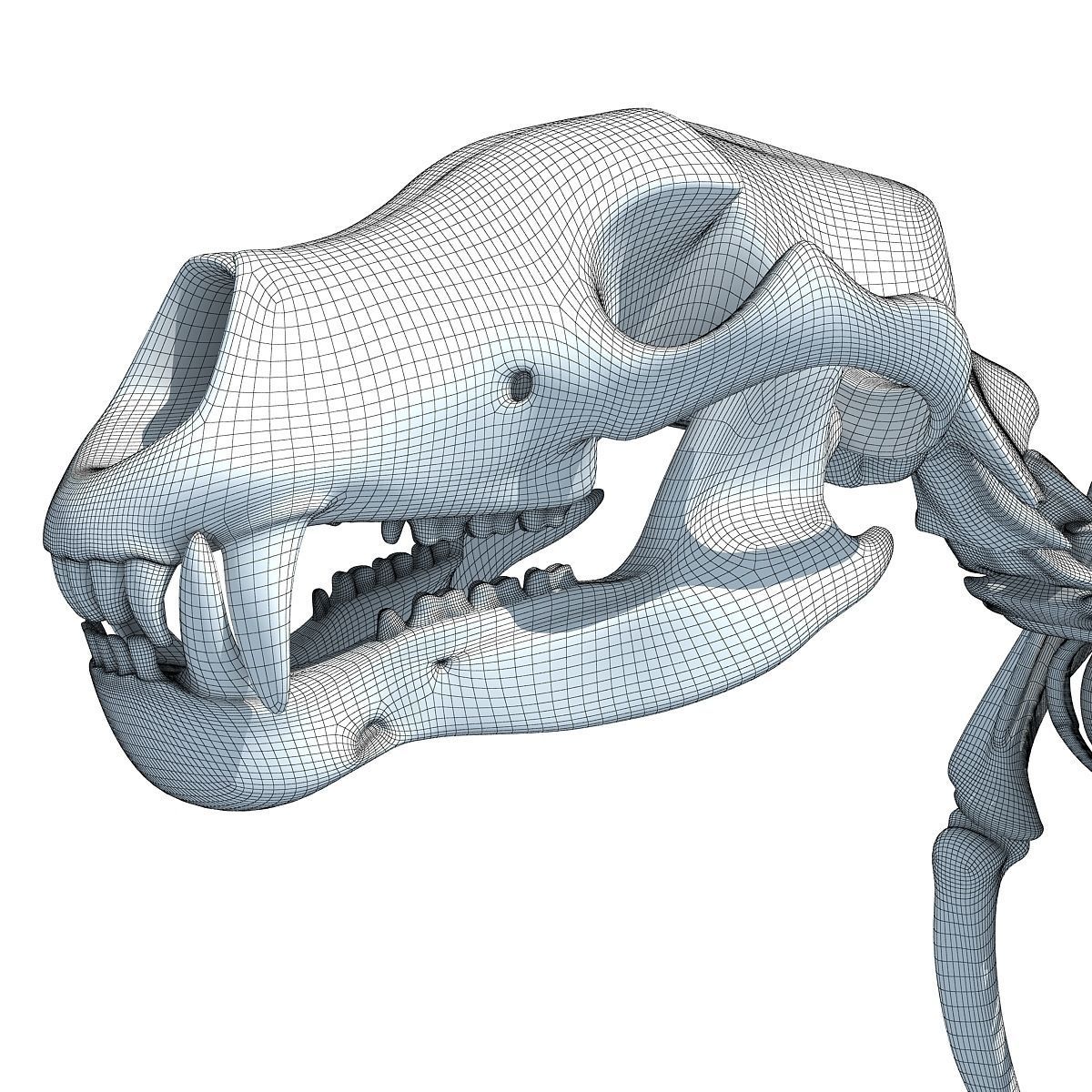 Anatomical Bear Skeleton 3D model_19