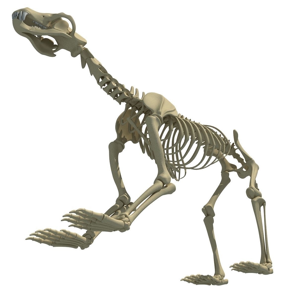 Anatomical Bear Skeleton 3D model_2