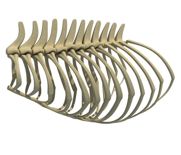 Anatomical Bear Rib Cage 3D model