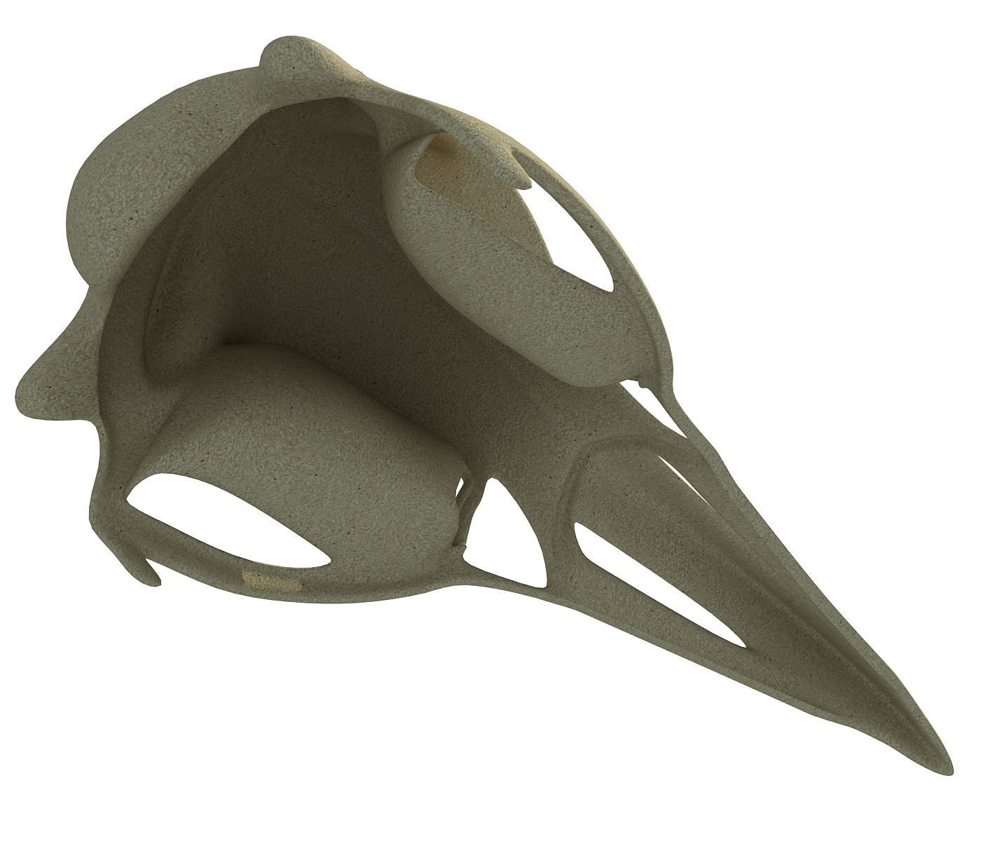 Skeleton of Bald Eagle Skull  3D model_4