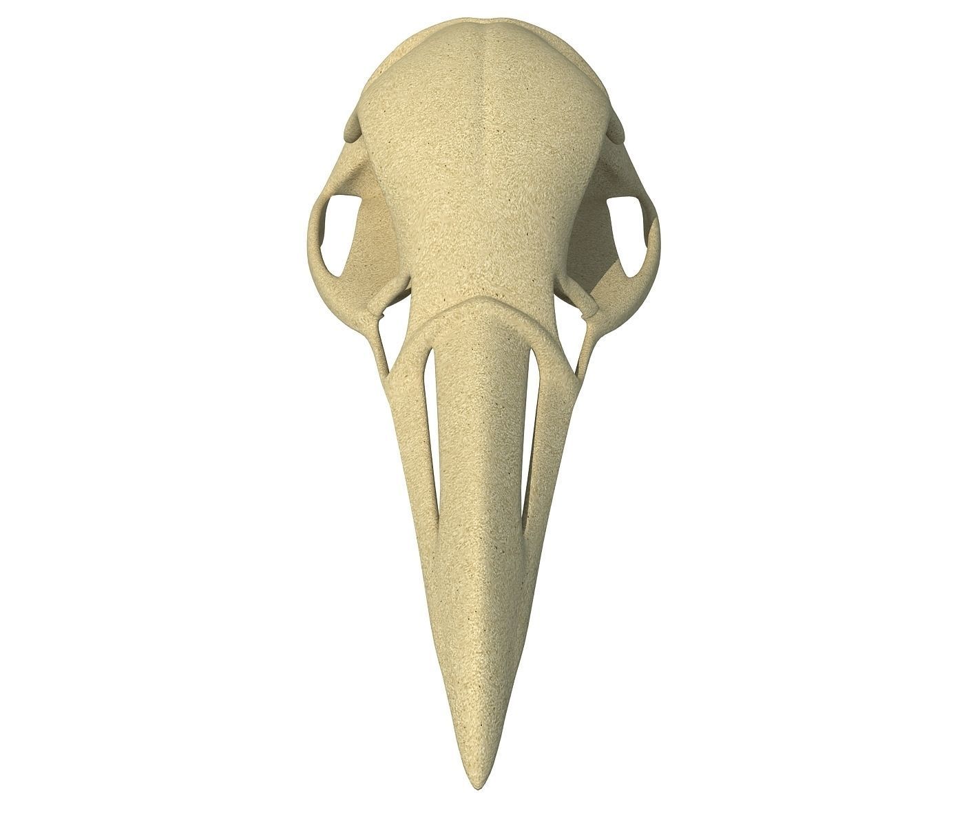Skeleton of Bald Eagle Skull  3D model_2