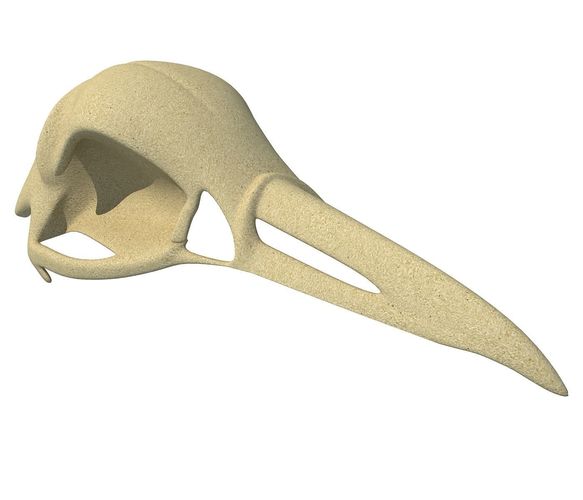 Skeleton of Bald Eagle Skull  3D model