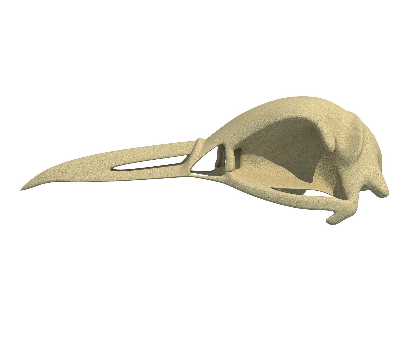 Skeleton of Bald Eagle Skull  3D model_1