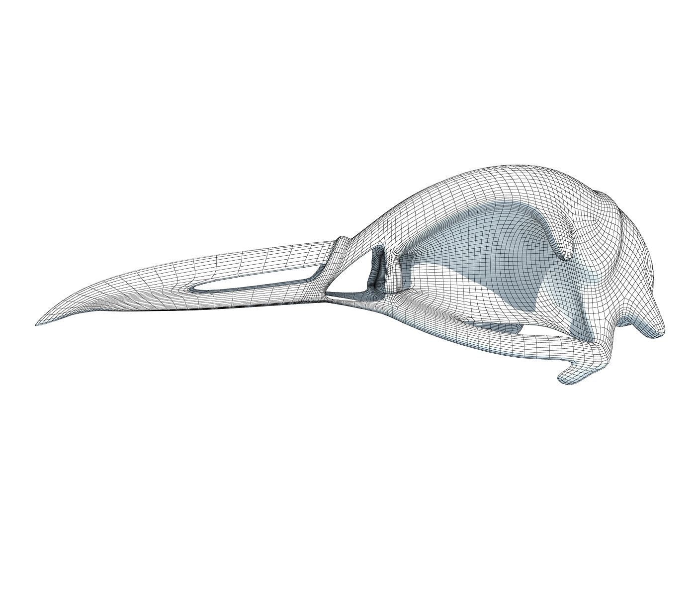 Skeleton of Bald Eagle Skull  3D model_5