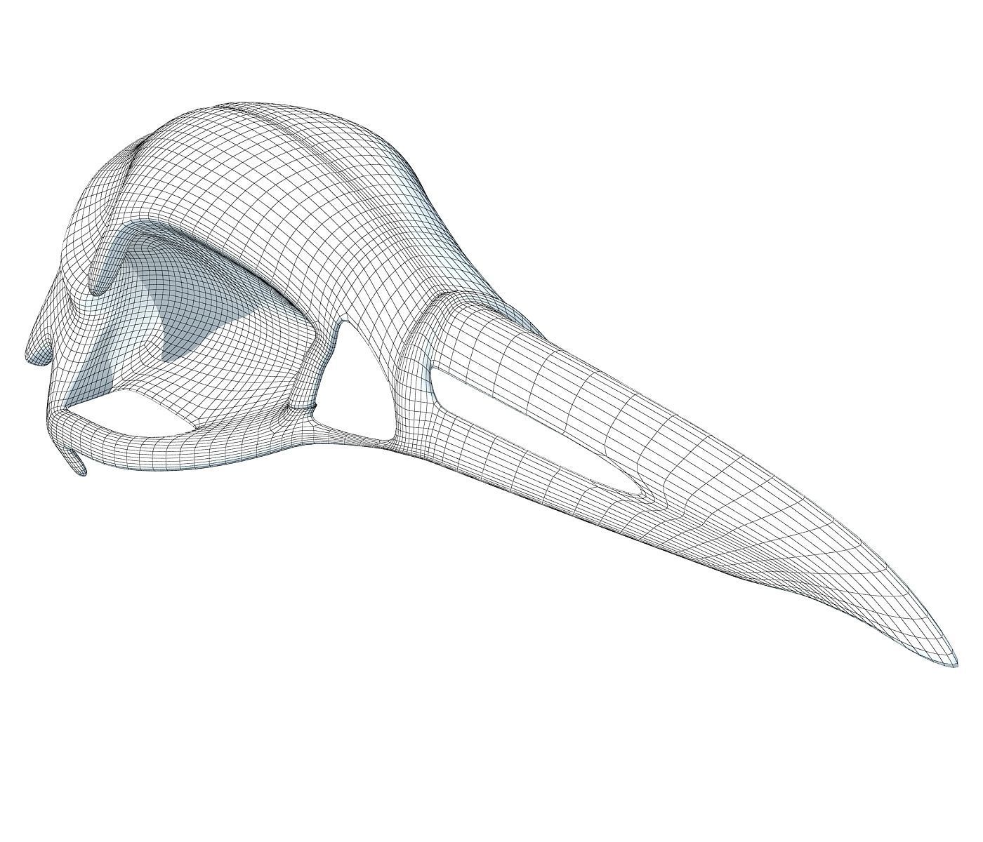 Skeleton of Bald Eagle Skull  3D model_6