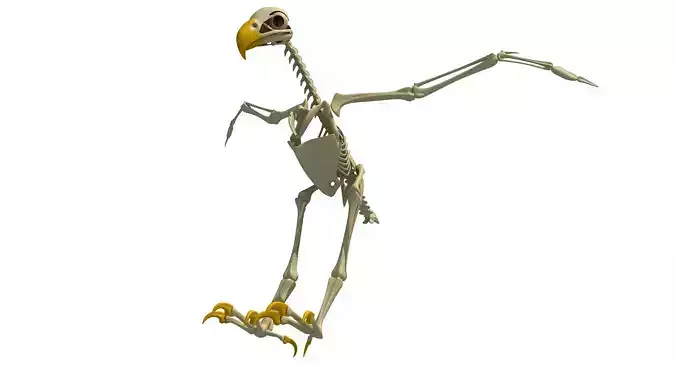 Full Body Eagle Skeleton 3D model