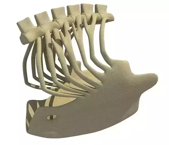 Eagle Ribcage Skeleton
