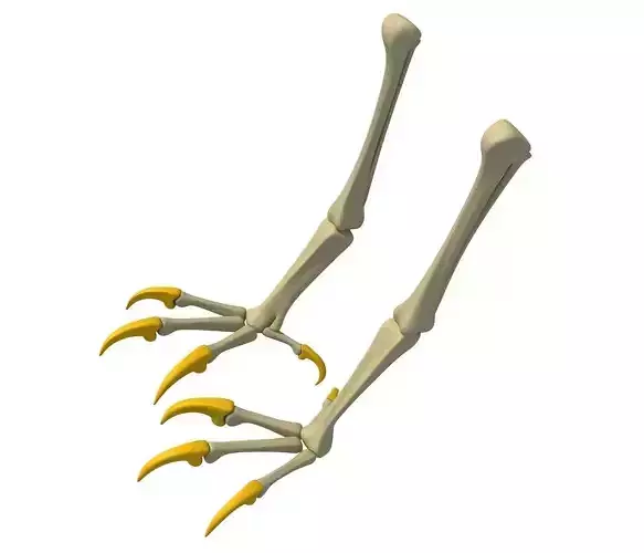 Skeleton of Bald Eagle Claws  3D model