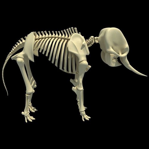 Elephant Anatomic Asian Skeleton 3D model