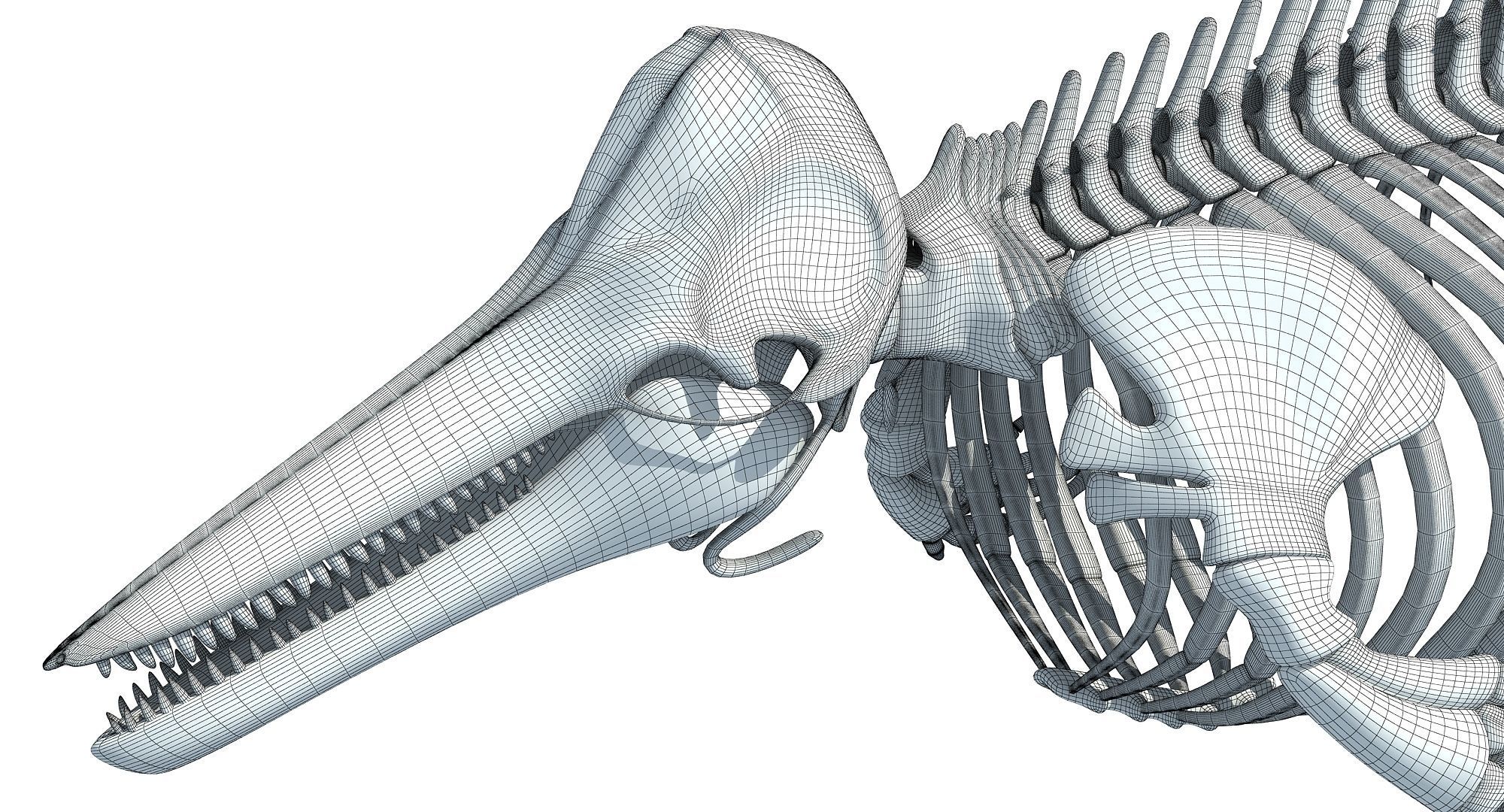 3 Aquatic Animal Skeletons 3D model_39
