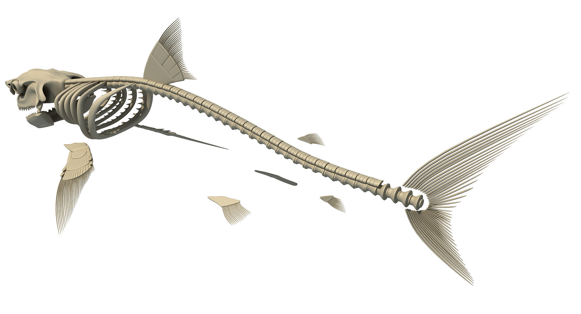 3 Aquatic Animal Skeletons 3D model_22
