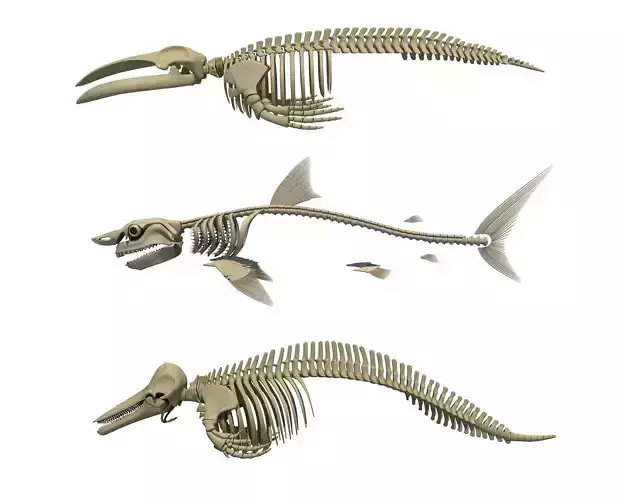 3 Aquatic Animal Skeletons 3D model