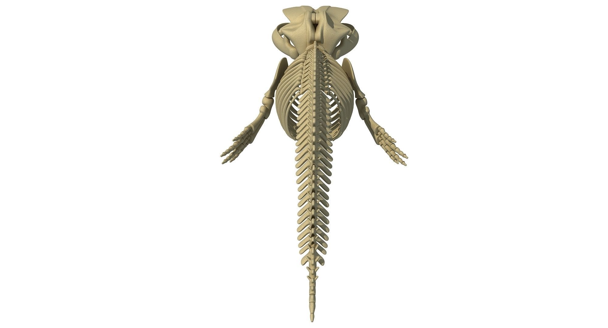 3 Aquatic Animal Skeletons 3D model_21