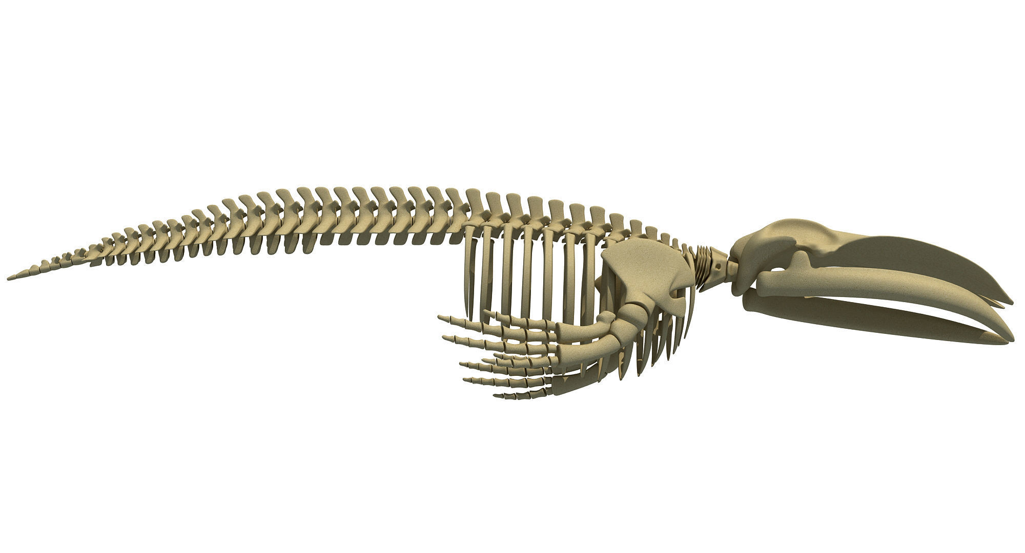 3 Aquatic Animal Skeletons 3D model_13
