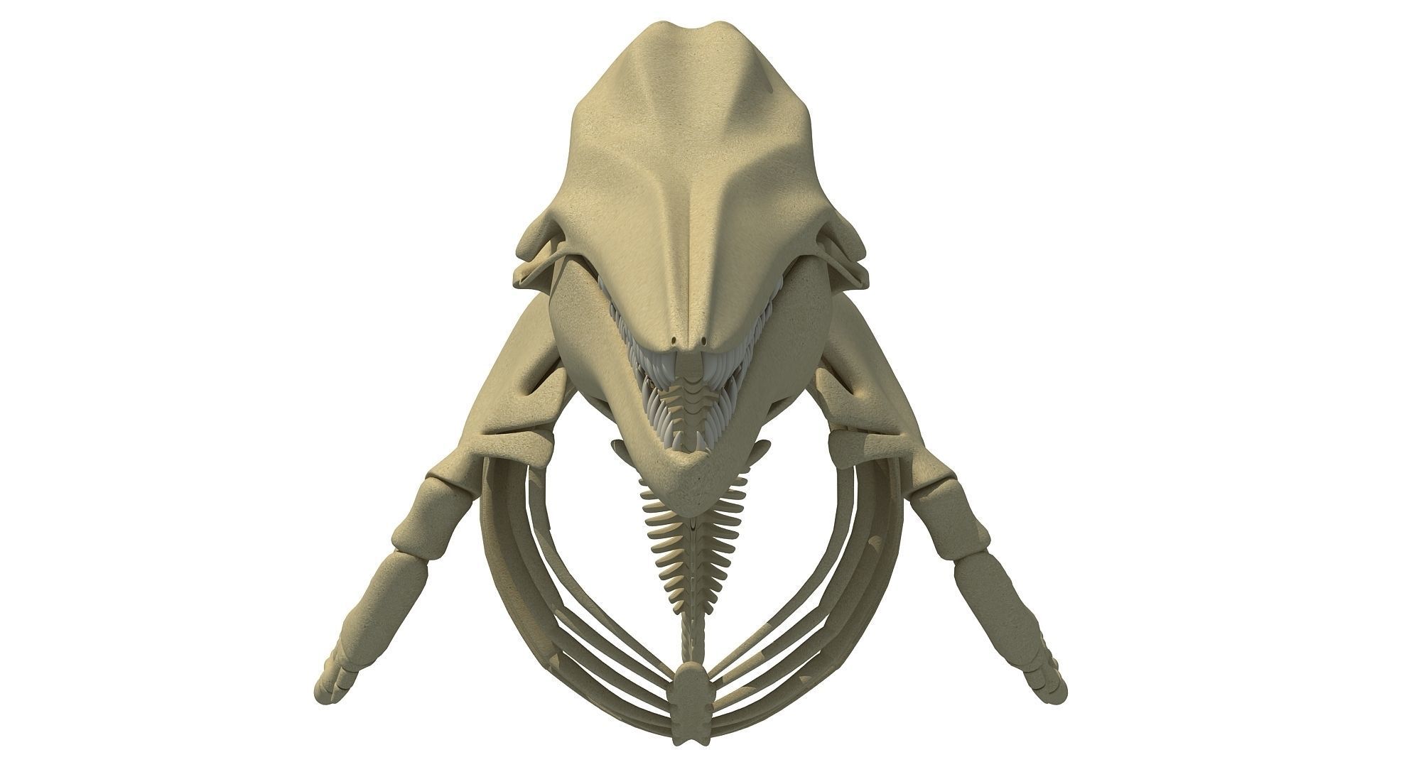 3 Aquatic Animal Skeletons 3D model_24