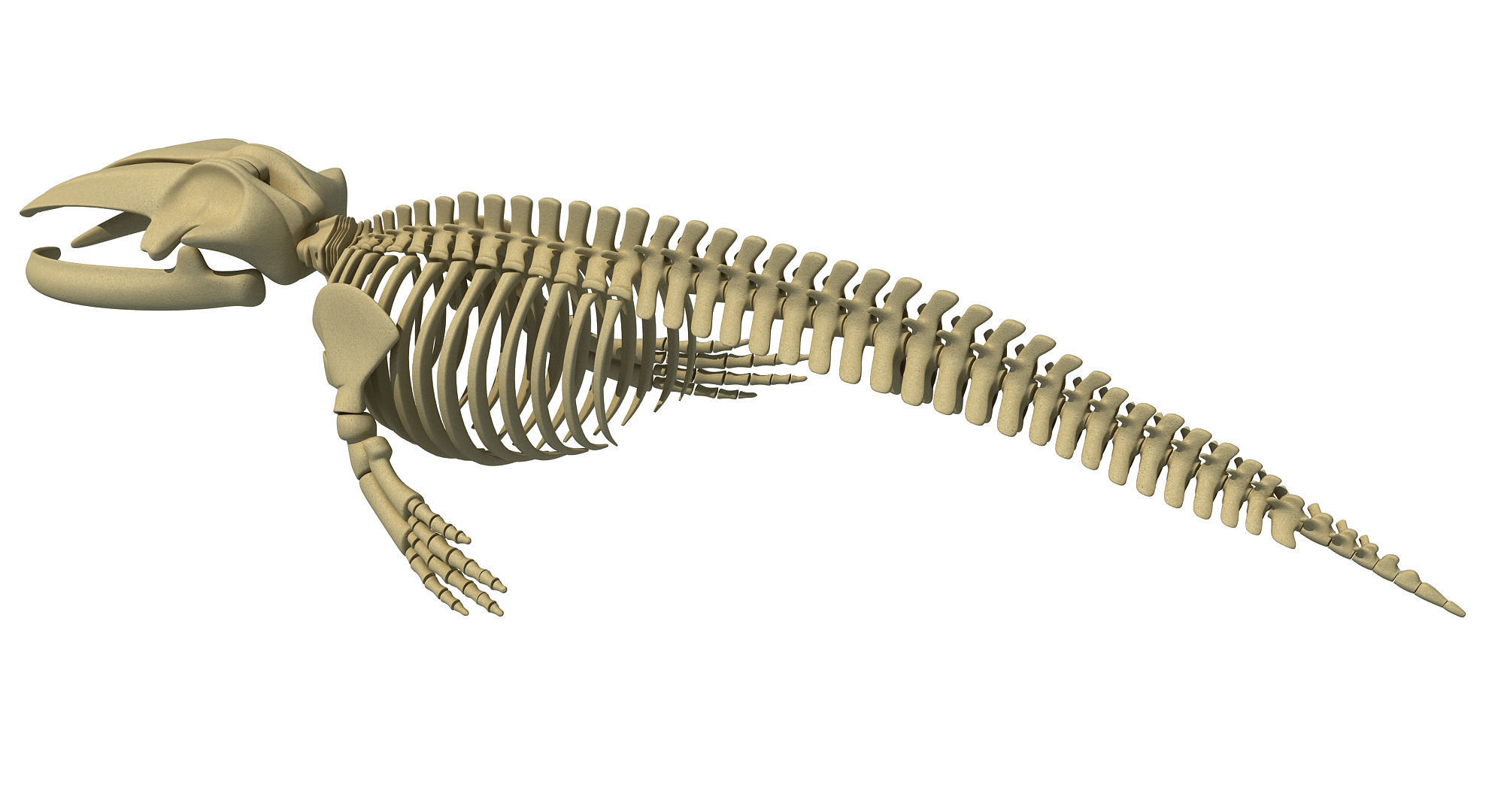 3 Aquatic Animal Skeletons 3D model_10