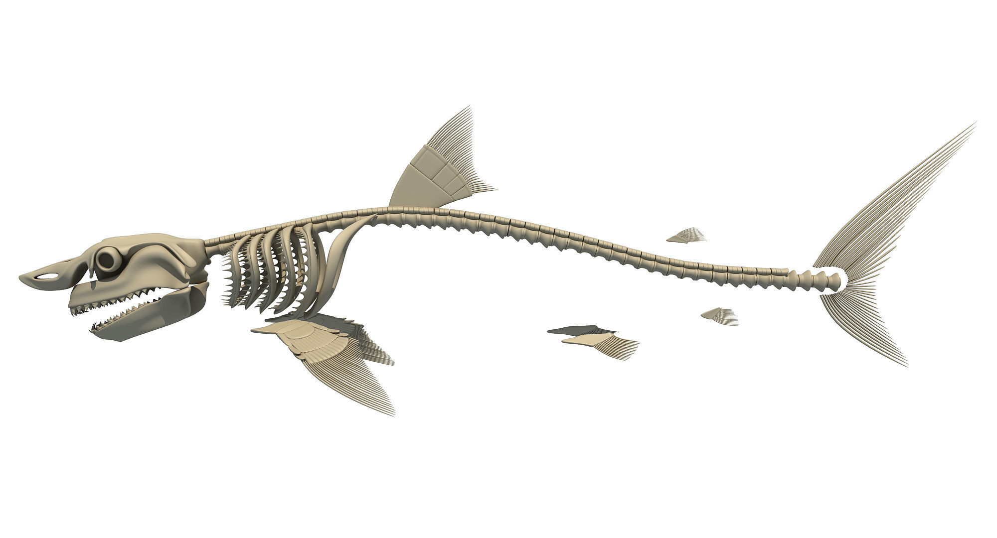 3 Aquatic Animal Skeletons 3D model_2