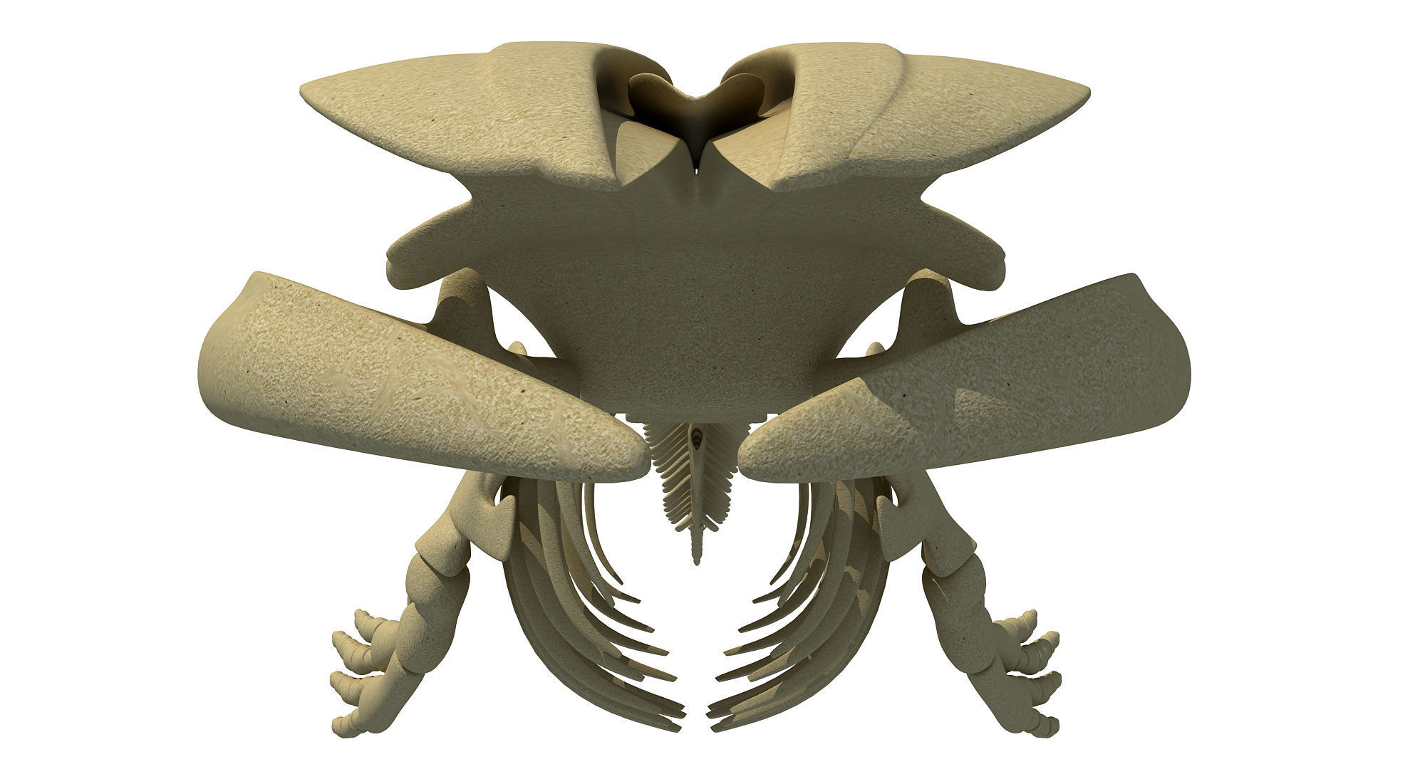 3 Aquatic Animal Skeletons 3D model_28